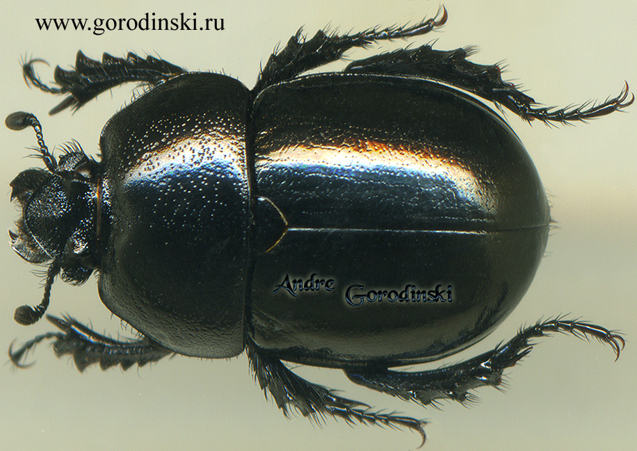 http://www.gorodinski.ru/geotrupes/Odontotrypes medvedevi.jpg